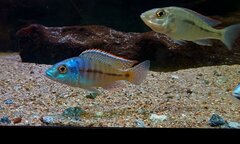 Protomelas similis - para ryb 10cm