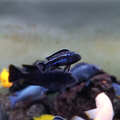 Pseudotropheus cyaneorhabdos 'Maingano Island'