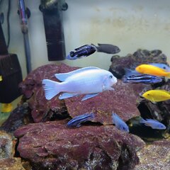 Metriaclima callainos