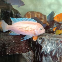 Metriaclima estherae red red