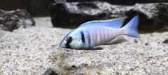 Placidochromis elektra samiec 11cm