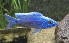 Sciaenochromis fryeri