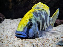 Nimbochromis venustus