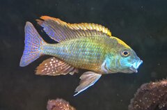Tramitichromis intermedius kambiri point