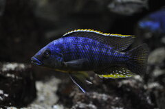 Protomelas sp. 'mbenji thick-lip'