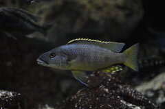 Exochochromis Anagenys
