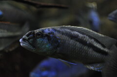 Aristochromis Christyi
