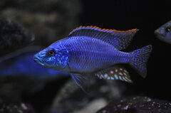 Dimidiochromis Strigatus