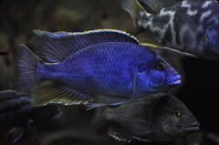 Nimbochromis Polystigma