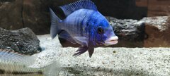 Placidochromis samiec 18cm