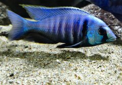Placidochromis electra