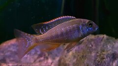 Lethrinops albus Kande Island