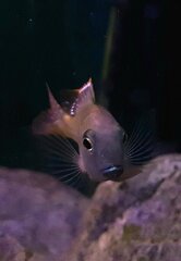 Lethrinops albus Kande Island