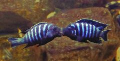 Metriaclima sp."dolphin"Thumbi Point