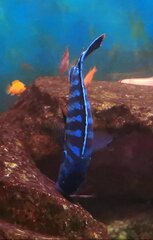 Metriaclima sp."dolphin"Thumbi Point