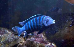 Metriaclima sp."dolphin"Thumbi Point