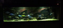 Akwarium 230x70x 65h