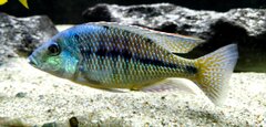 Protomelas similis